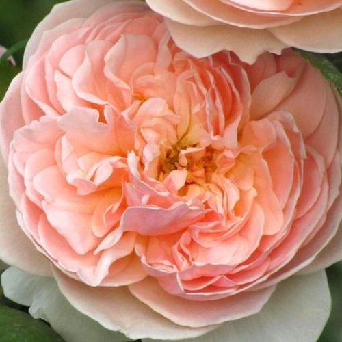 Rozenstruik - Webwinkel - Rosa Evelyn - sterk geurende roos - Stamroos - Engelse roos - roze - David Austinbossige kroonvorm - 0